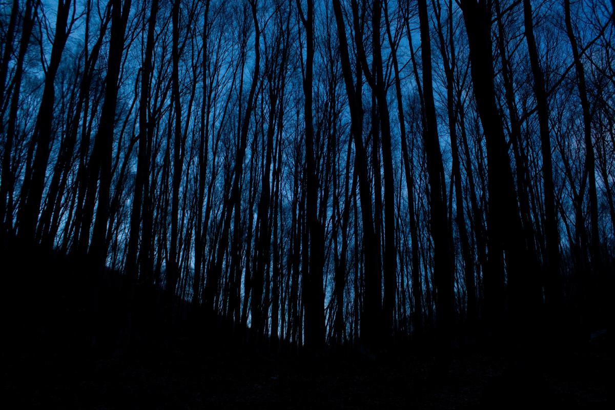 Het donkere bos